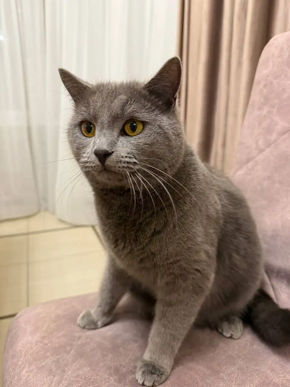 Пропал кот Чижик в Волжском районе - Потерянные животные (Животные) в Саратов