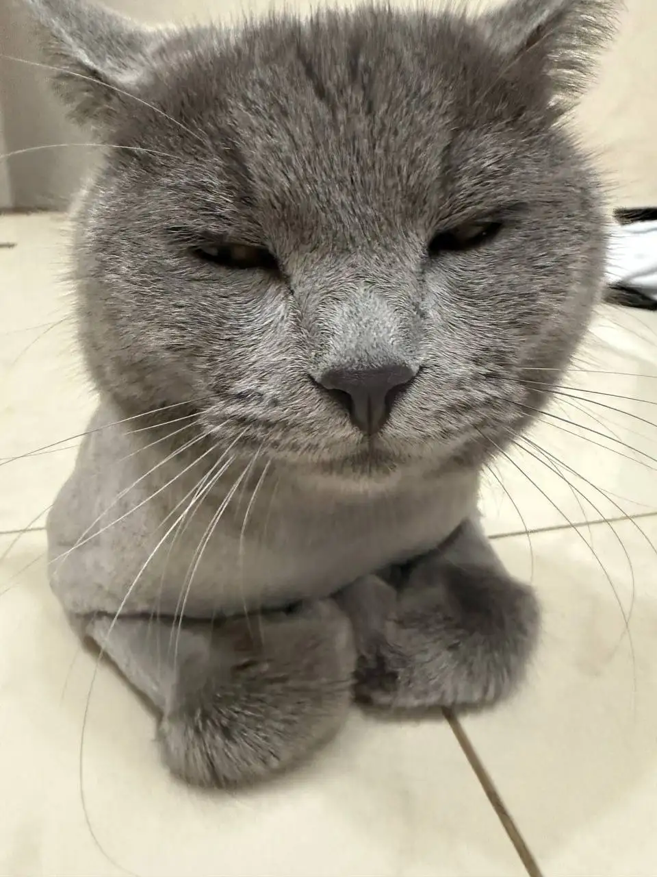 Пропал кот Чижик в Волжском районе - Потерянные животные (Животные) в Саратов