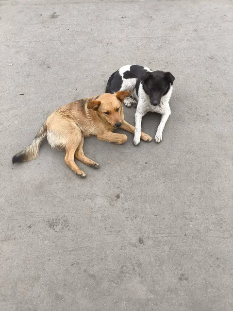 Потерянные животные в Калининске - Потерянные/найденные в Калининск