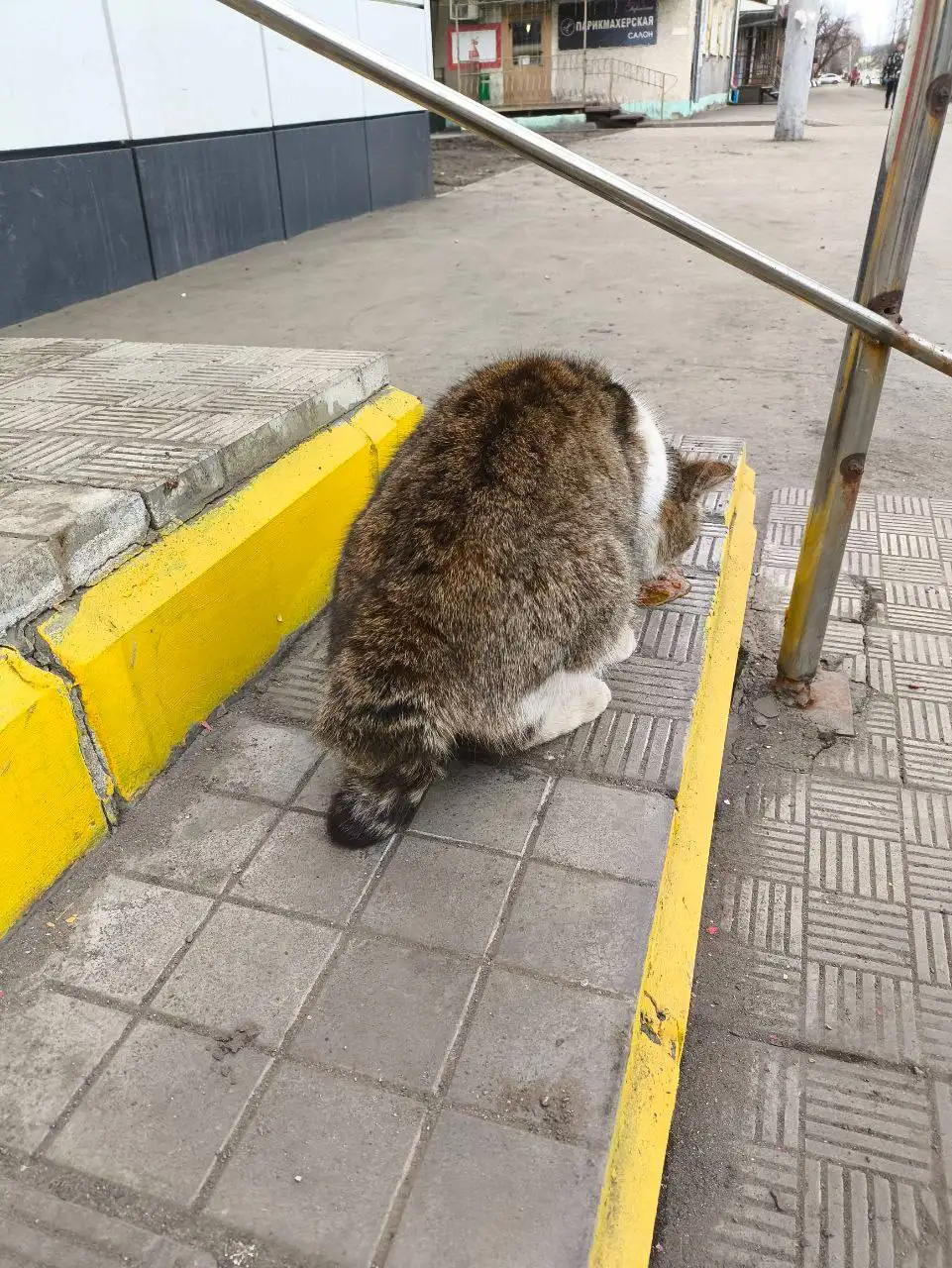 Потерянные животные в Калининске - Потерянные/найденные (Животные) в Калининск