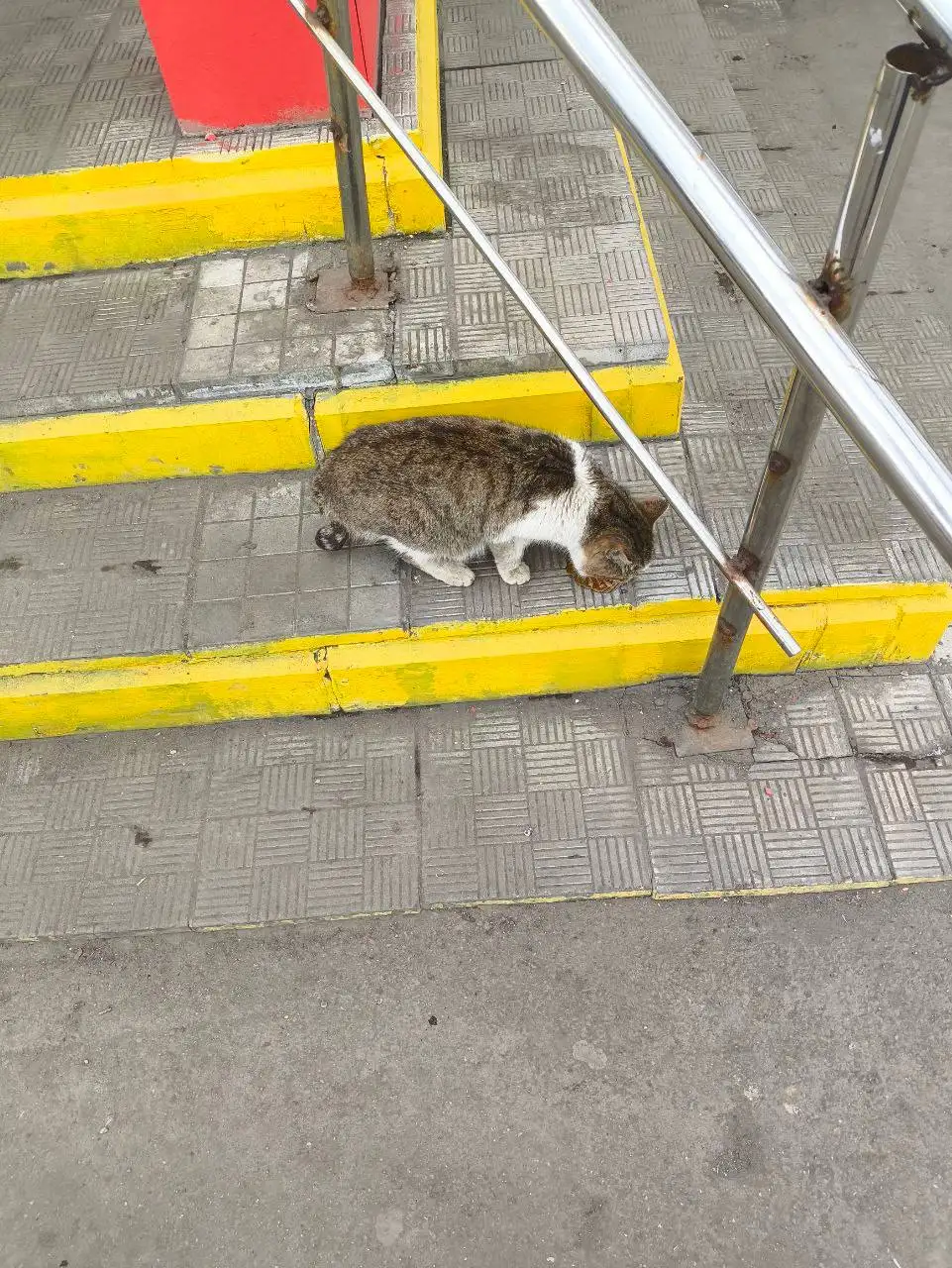 Потерянные животные в Калининске - Потерянные/найденные (Животные) в Калининск