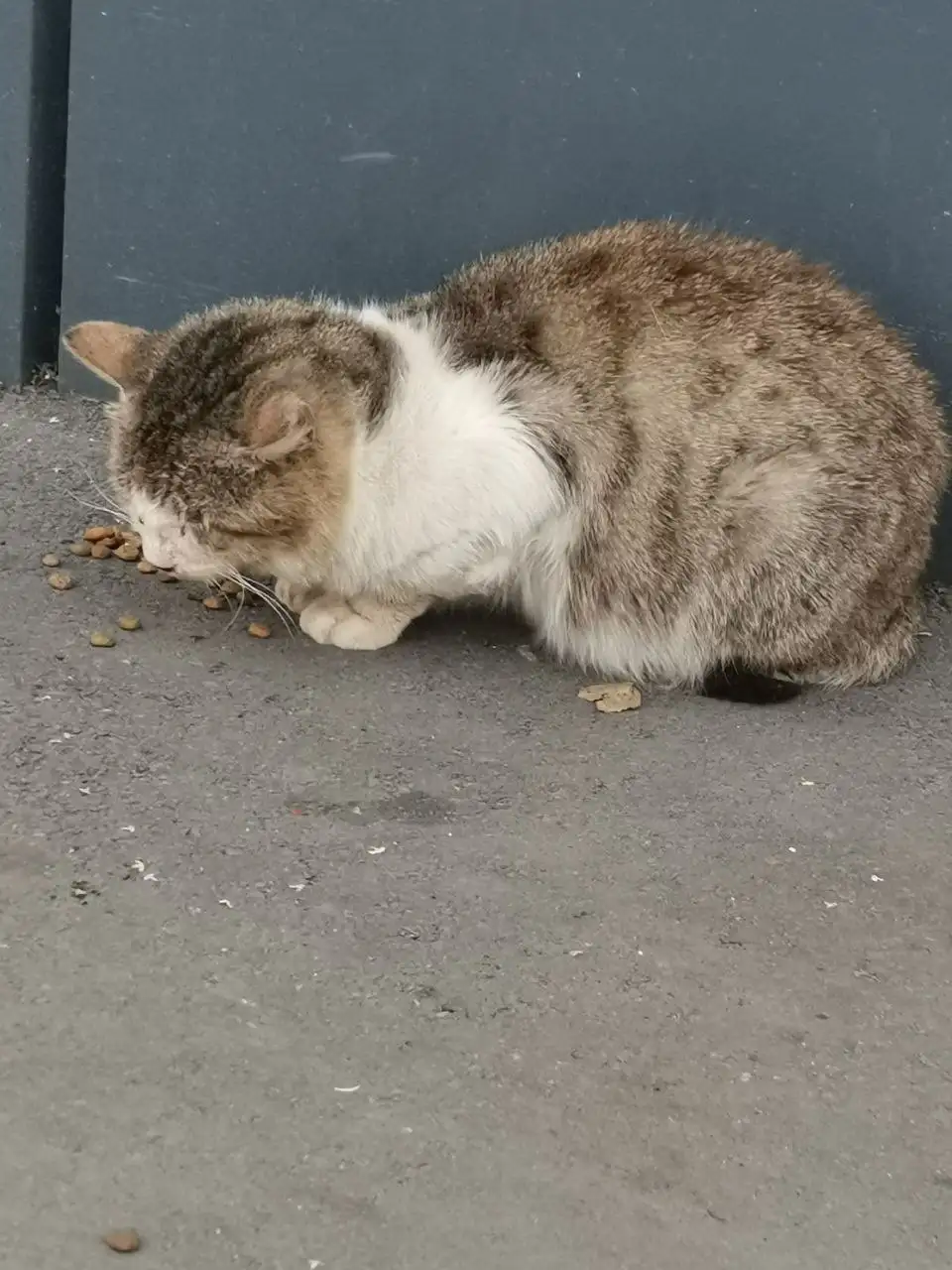 Поиск помощи для больного животного - Кошки и собаки (Животные) в Саратов