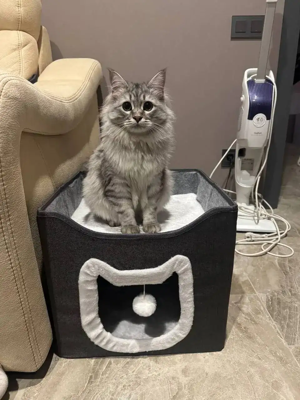 Потерялся кот в микрорайоне Ласточкино - Потерянные животные (Животные) в Саратов