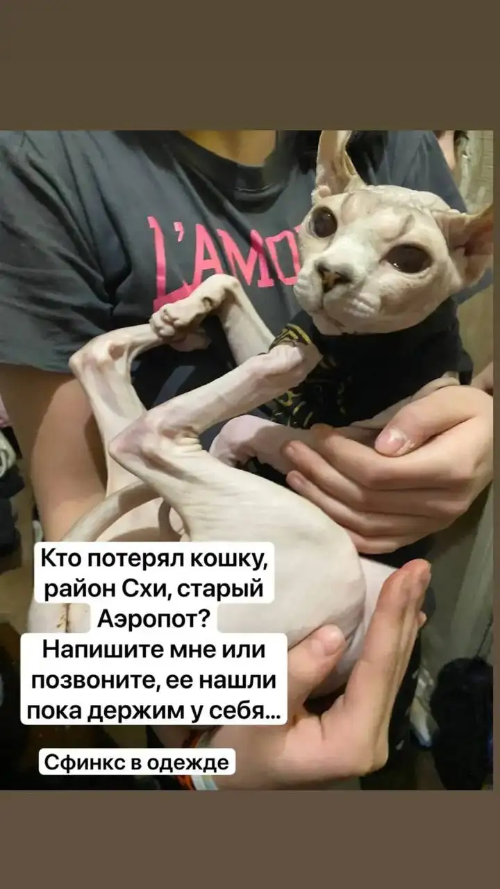 Поиск пропавших животных в Саратове - Поиск животных (Животные) в Саратов