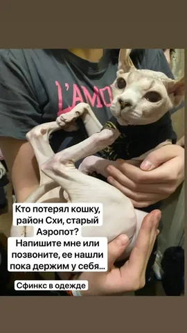 Поиск пропавших животных в Саратове - Животные в Саратов