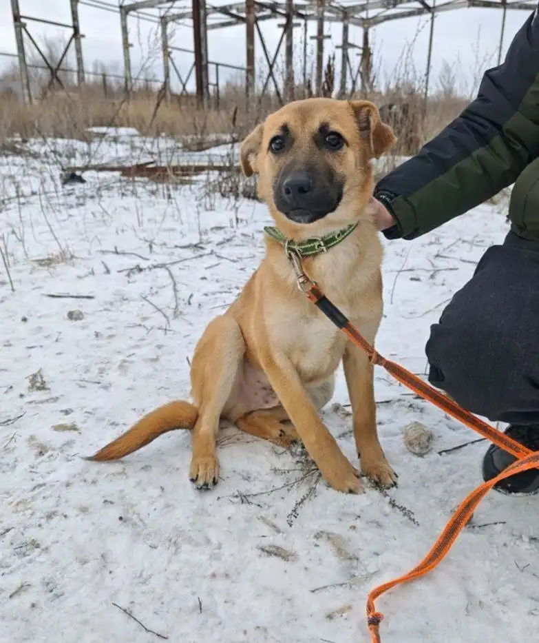 Отдам в добрые руки щенка Цезаря - Собаки (Животные) в Саратов