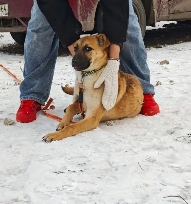 Отдам в добрые руки щенка Цезаря - Собаки (Животные) в Саратов
