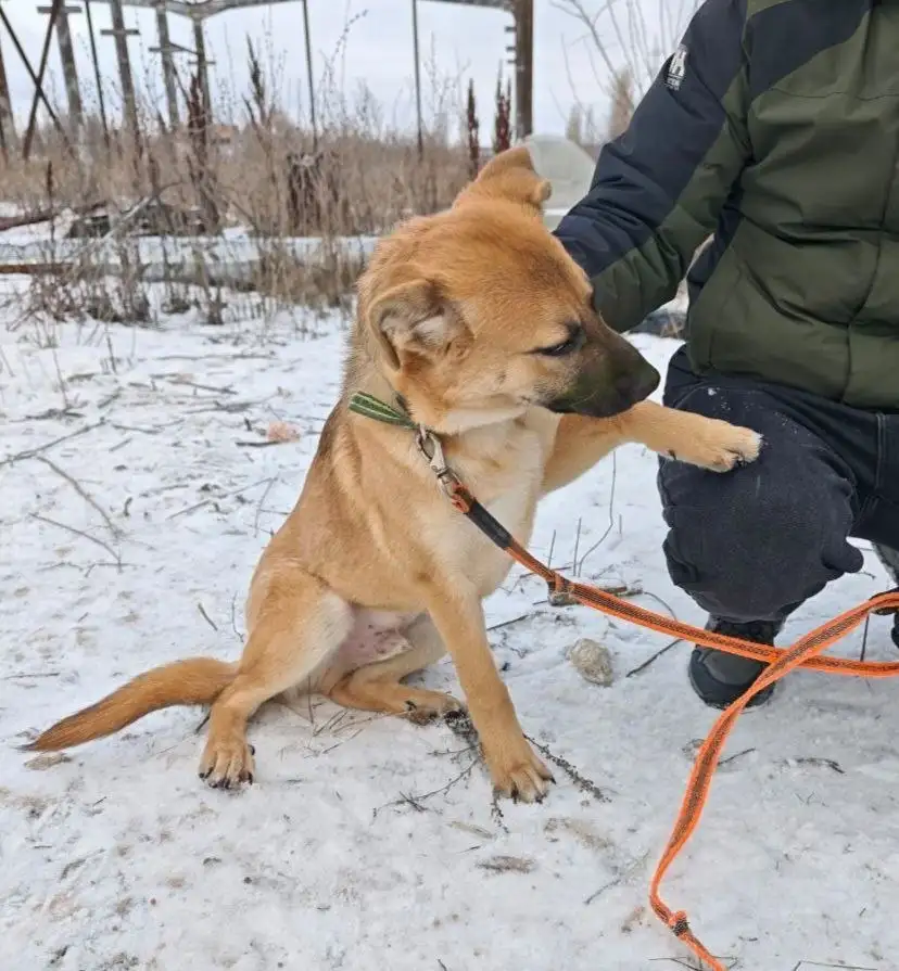 Отдам в добрые руки щенка Цезаря - Собаки (Животные) в Саратов