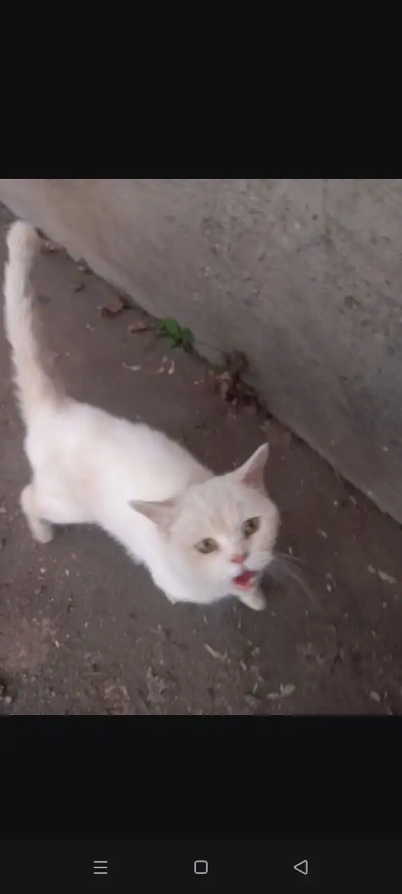 Породистая кошечка нуждается в помощи в Энгельсе - Кошки (Животные) в Энгельс