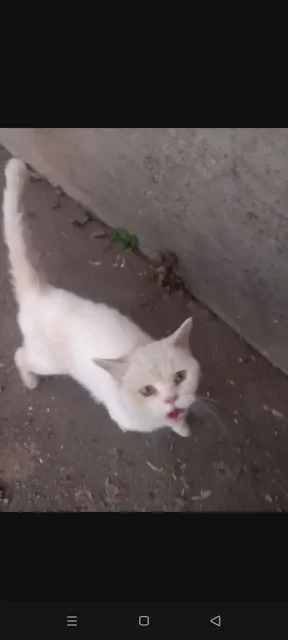 Найдена кошечка в Энгельсе - частное объявление в Энгельс