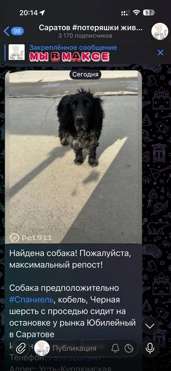 Потерянные животные в Саратове - Потерянные животные (Животные) в Саратов