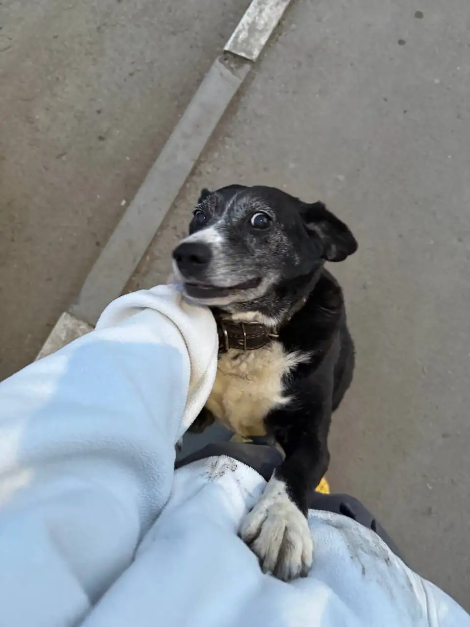 Потеряшка в Саратове - Потеряшки (Животные) в Саратов