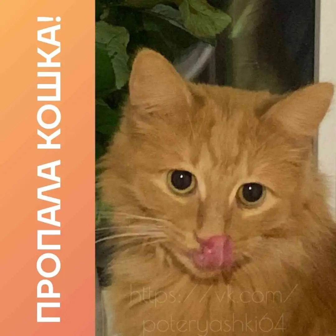 Пропала кошечка Муся в Саратове - Животные в Саратов