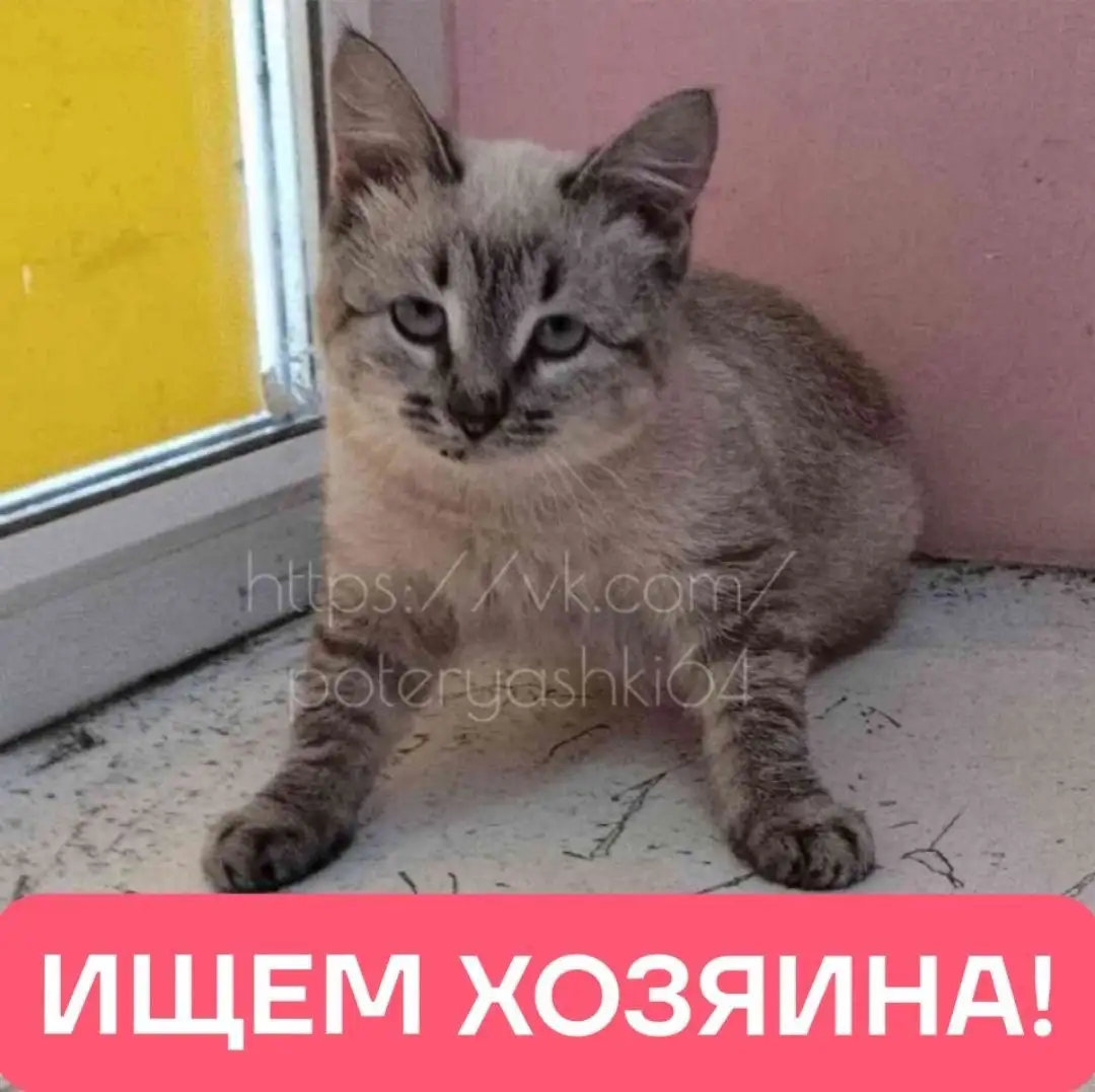 Кошка найденная в Энгельсе - Кошки (Животные) в Энгельс