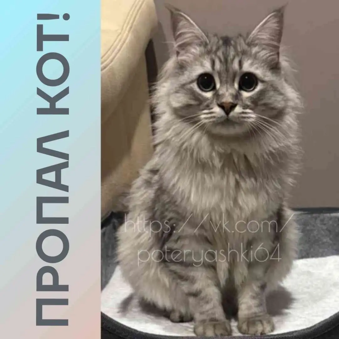 Потерялся кот Стёпа в Саратове - Потерянные животные (Животные) в Саратов