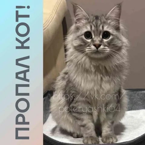 Потерялся кот Стёпа в Саратове - Потерянные животные в Саратов