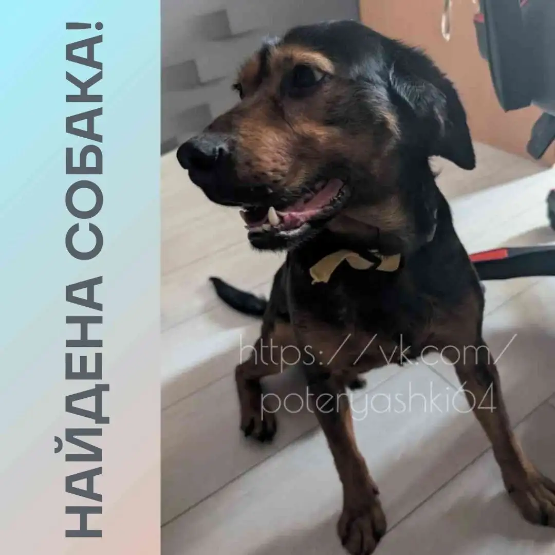 Найдена собака в Заводском районе Саратова - Собаки (Животные) в Саратов