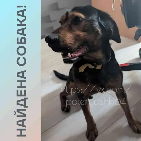 Найдена собака в Заводском районе Саратова - Животные в Саратов