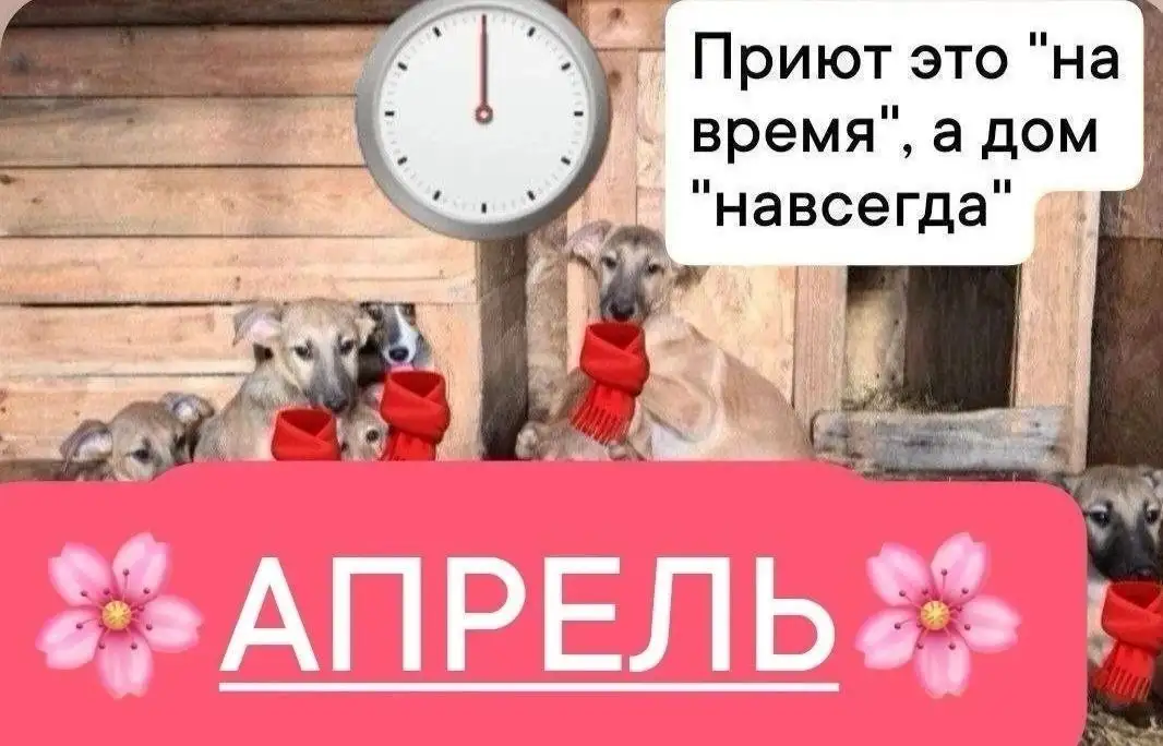 Сбор на оплату передержки семьи животных в приюте за апрель - Передержка (Животные) в Саратов
