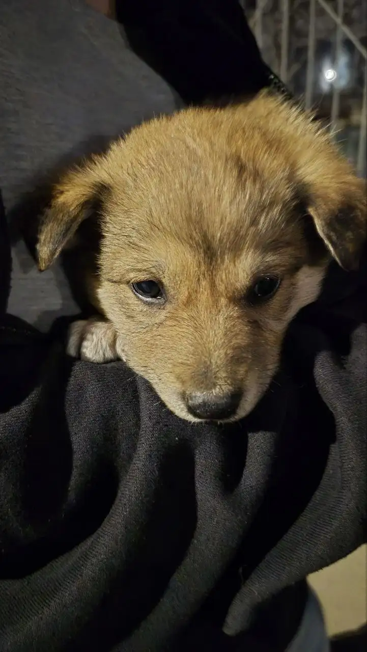 Найден щенок на даче в Саратовской области - Собаки (Животные) в Саратов