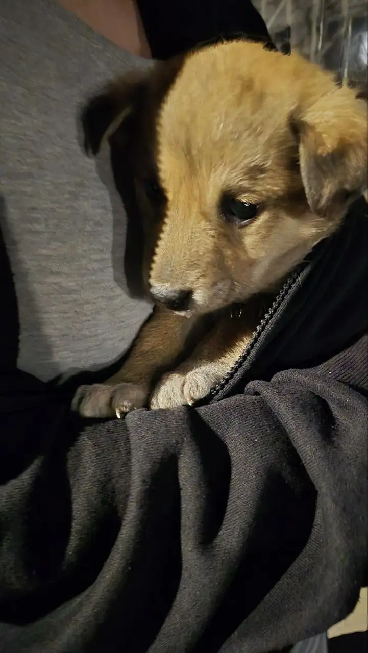 Найден щенок на даче в Саратовской области - Собаки (Животные) в Саратов