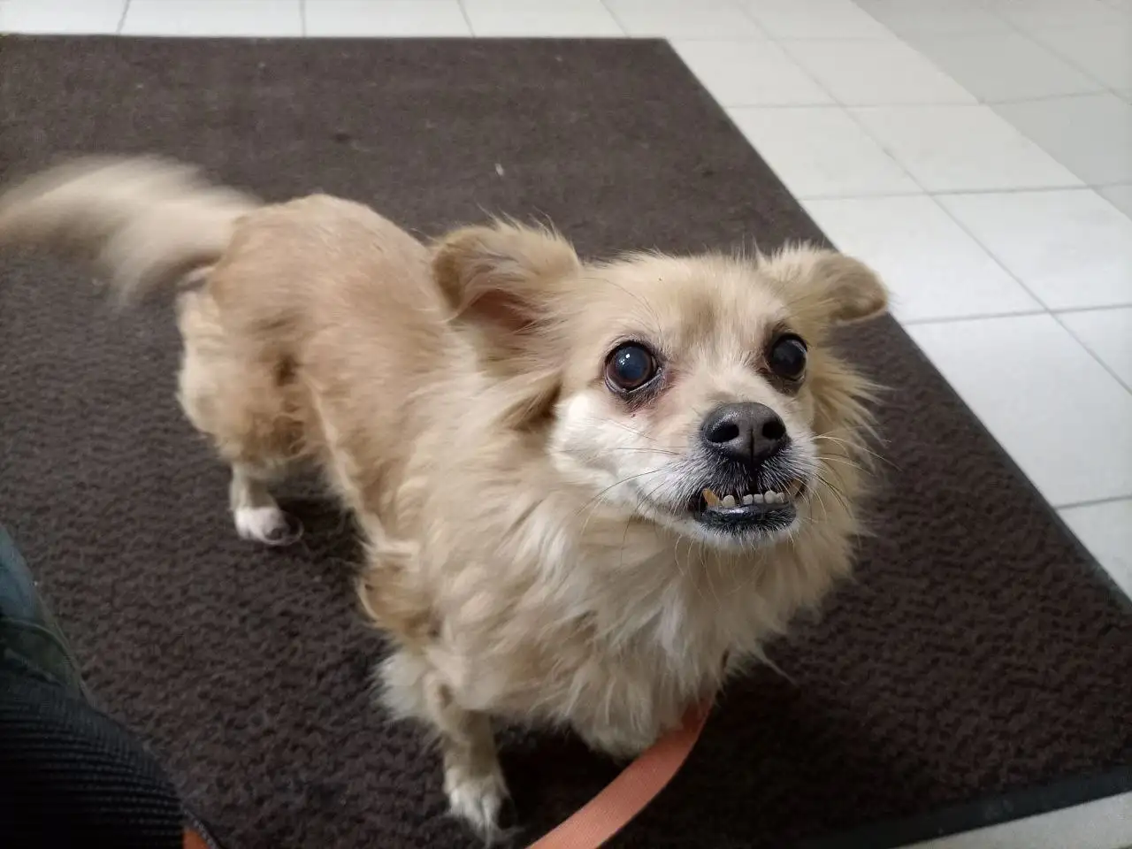 Сбор средств на операцию собачке Джуле - Животные в Саратов