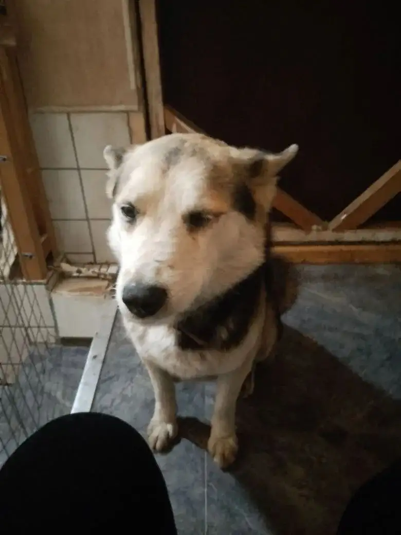 Опасность для домашних животных в Кировском районе - Животные в Саратов