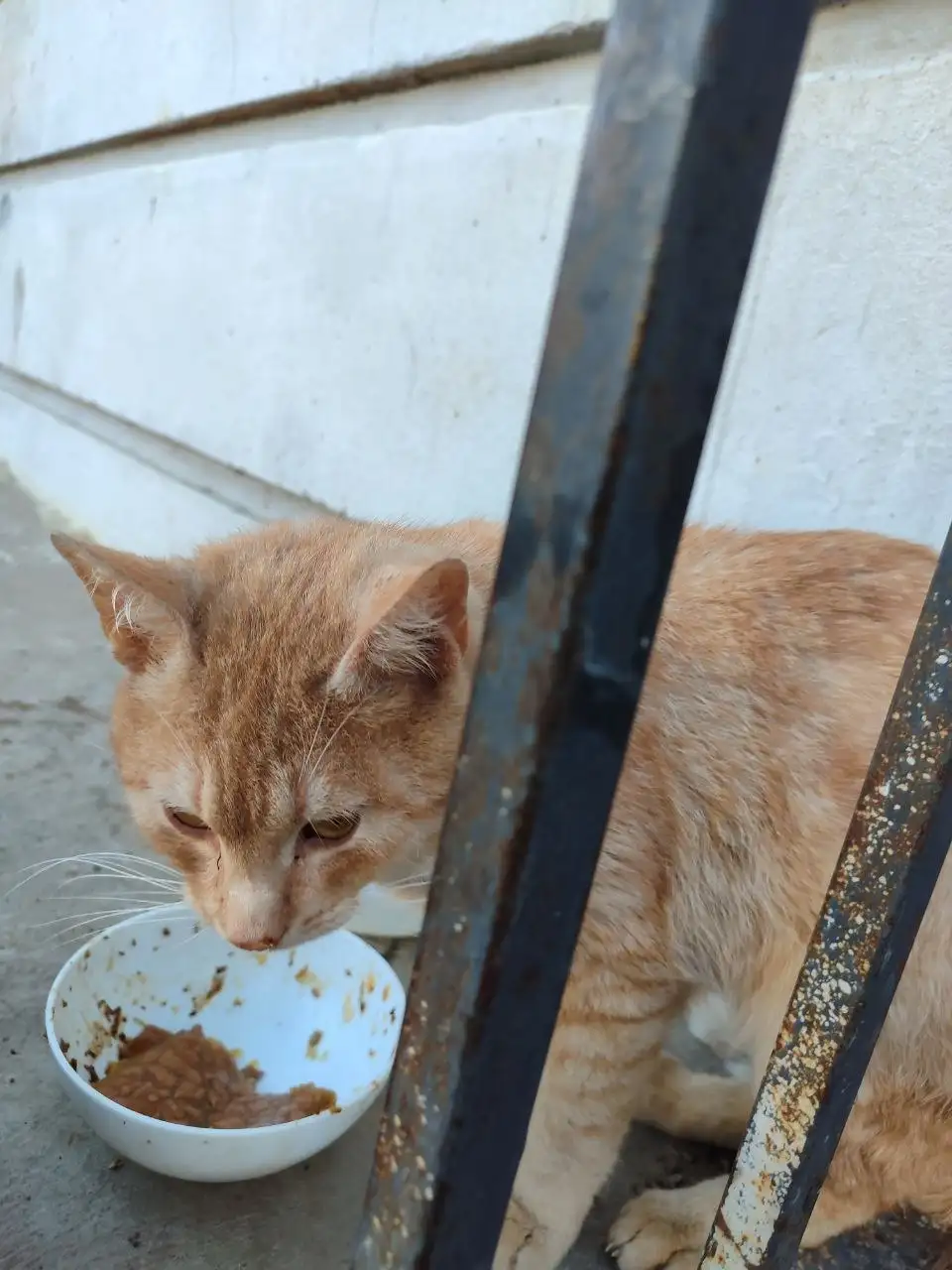 Помощь коту Рыжику - Помощь животным (Животные) в Саратов