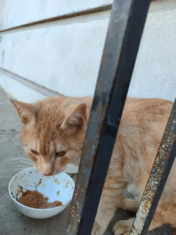 Помощь коту Рыжику - Животные в Саратов