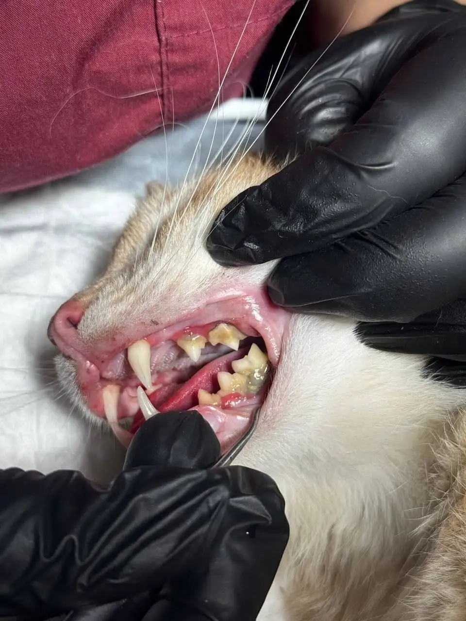 Поиск потерянных животных в Саратове - Животные в Саратов