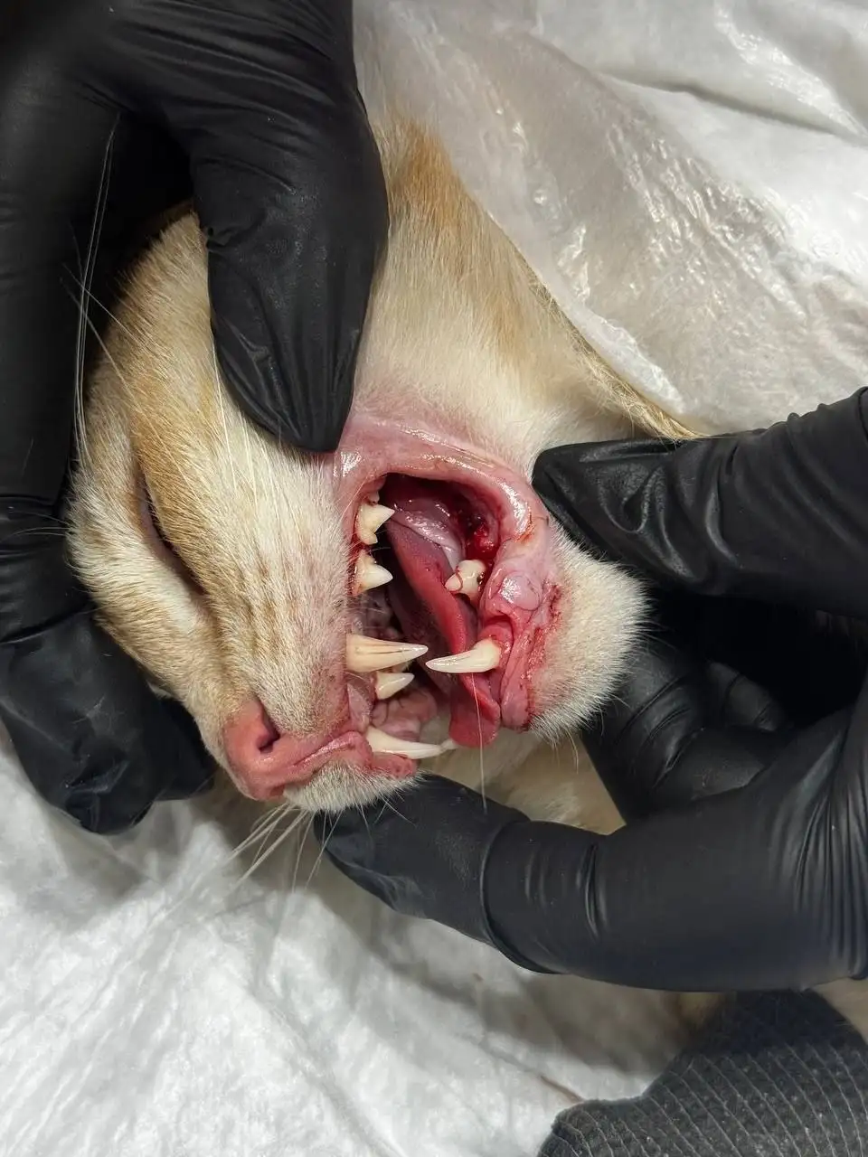 Поиск потерянных животных в Саратове - Животные в Саратов