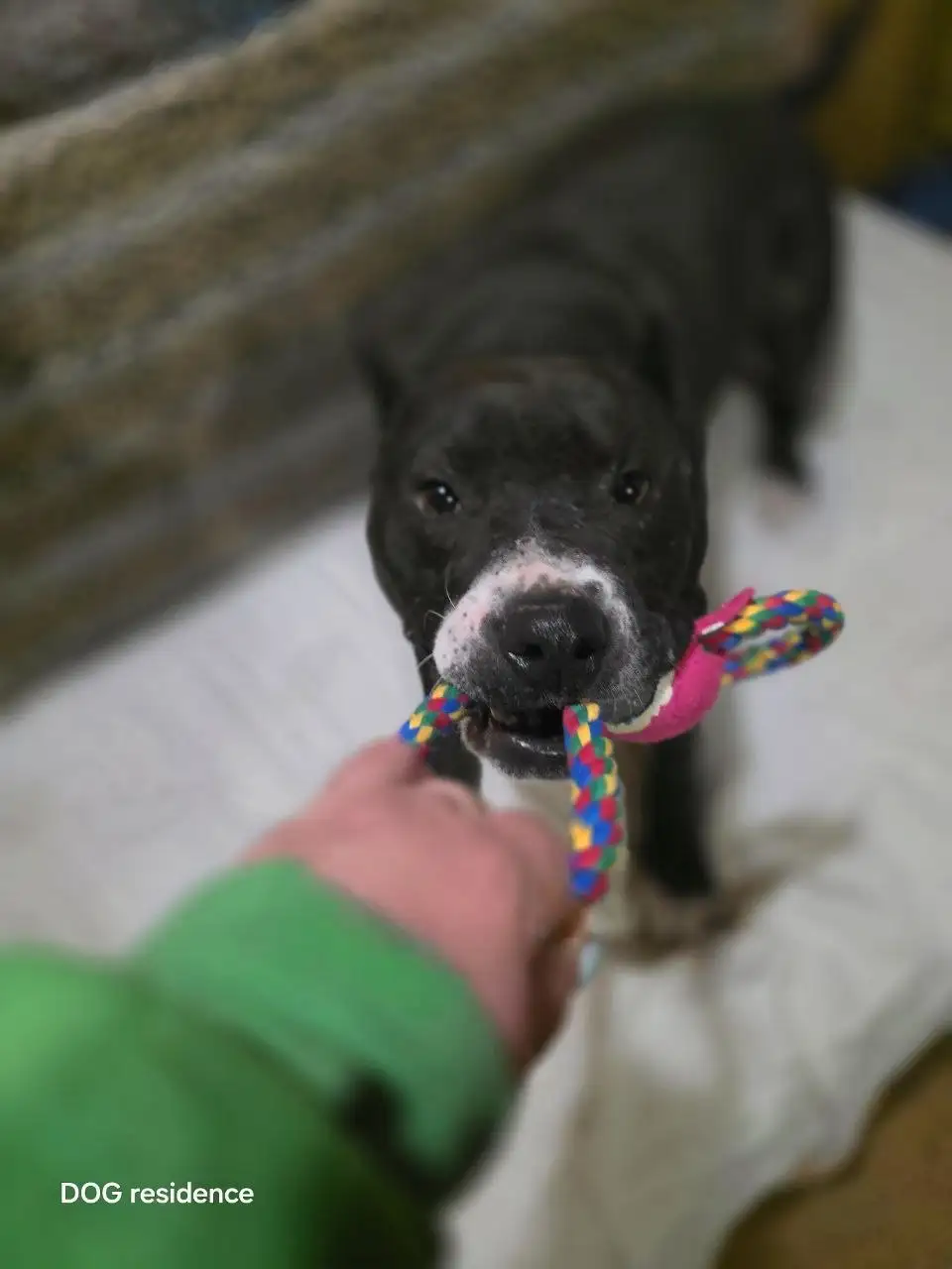 Сбор на передержку для Ская - Передержка животных (Животные) в Саратов