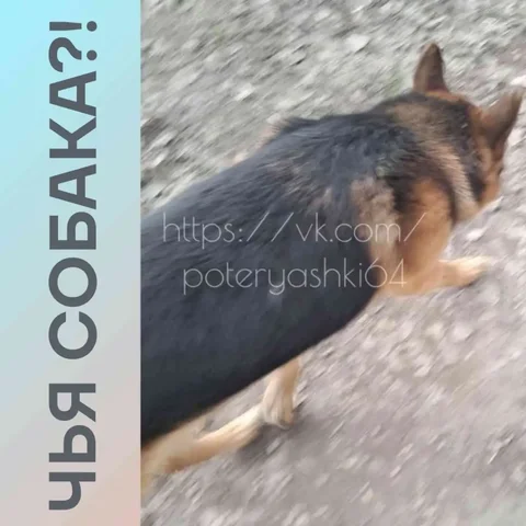 Потерянная овчарка в Энгельсе - частное объявление в Энгельс