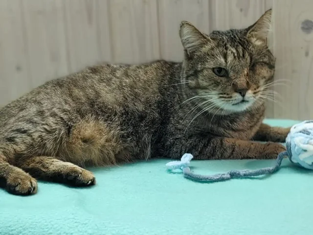 Кот Мурзик ищет новый дом - Животные в Саратов