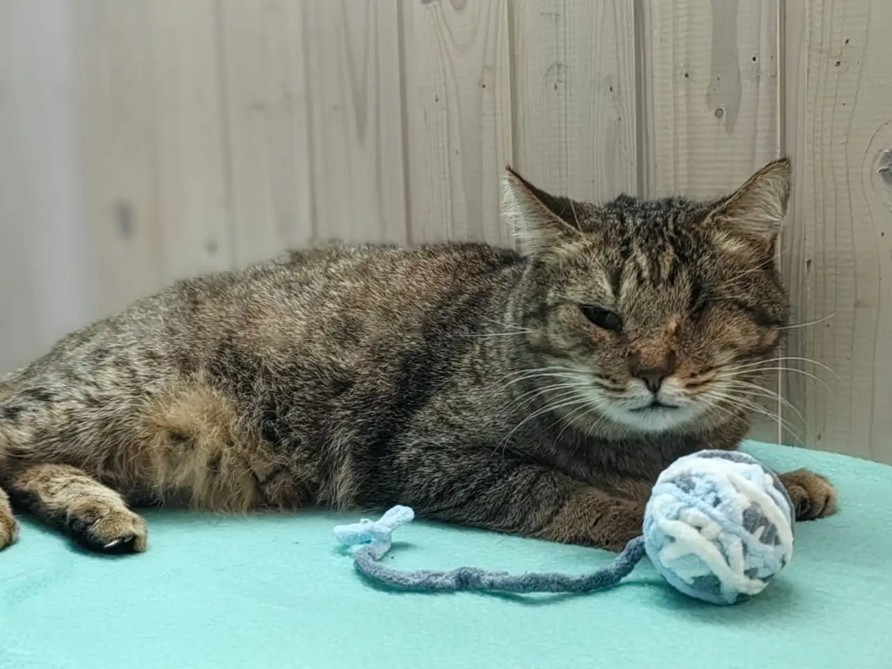 Кот Мурзик ищет новый дом - Кошки (Животные) в Саратов