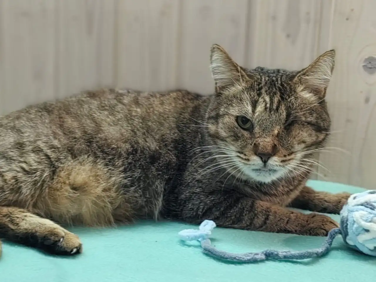 Кот Мурзик ищет новый дом - Кошки (Животные) в Саратов