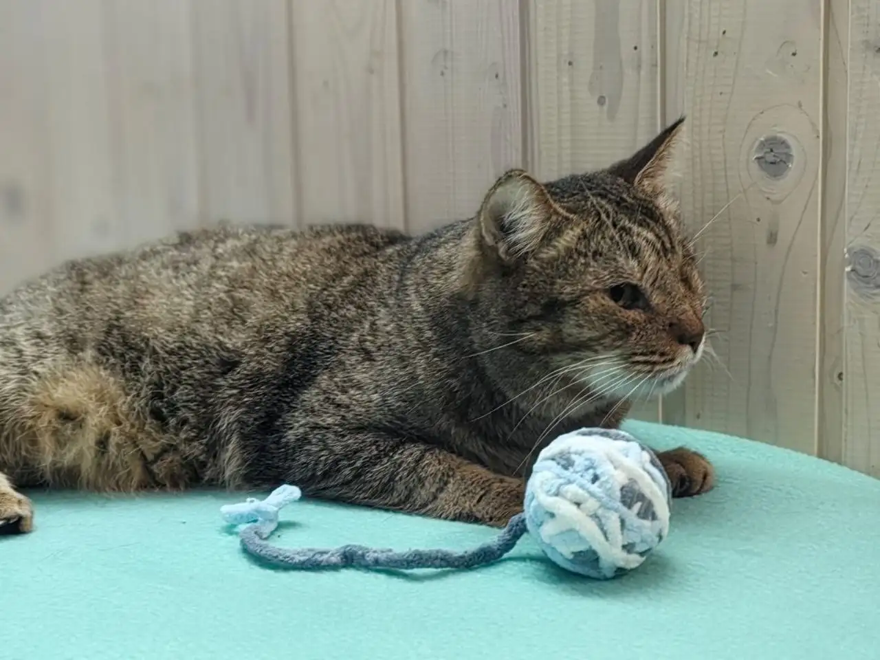 Кот Мурзик ищет новый дом - Кошки (Животные) в Саратов