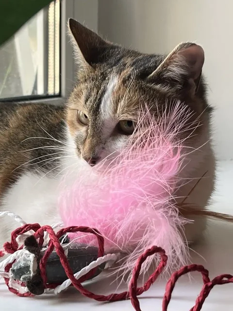 Срочно нужен дом для кошечки в Саратове - Животные в Саратов