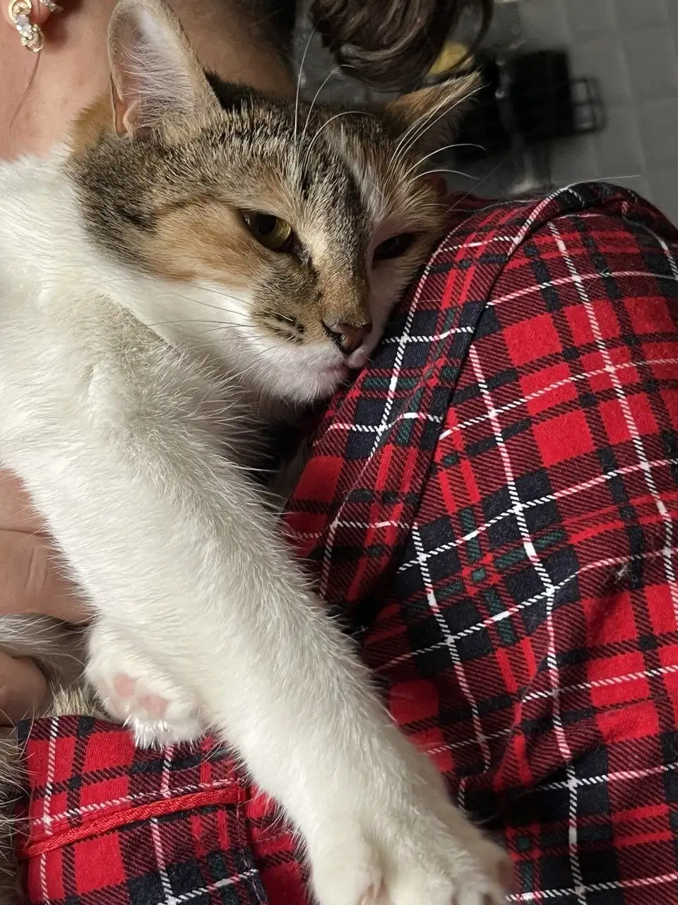 Срочно нужен дом для кошечки в Саратове - Кошки (Животные) в Саратов