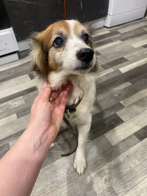 Найдены две домашние собачки в районе авторынка - Животные в Саратов