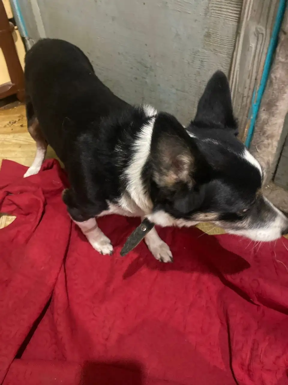 Найдены две домашние собачки в районе авторынка - Собаки (Животные) в Саратов