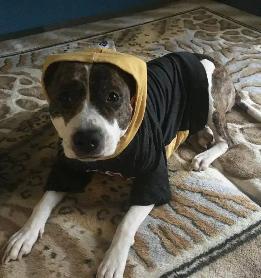 Ищем новый дом для собаки Лады в Саратове - Собаки (Животные) в Саратов