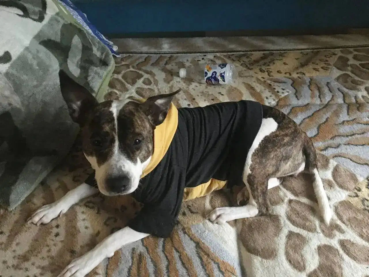 Ищем новый дом для собаки Лады в Саратове - Собаки (Животные) в Саратов