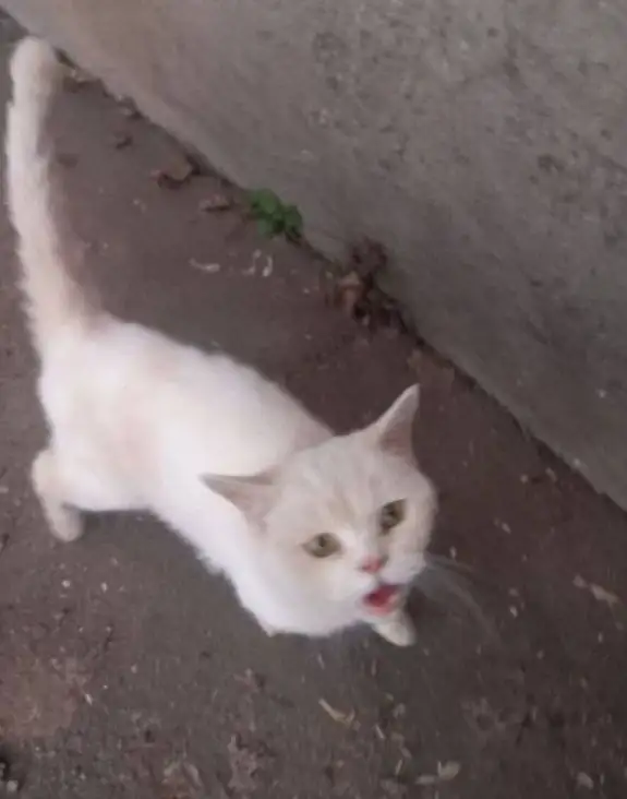 Экстренный сбор на стерилизацию беременной кошки - Кошки (Животные) в Саратов