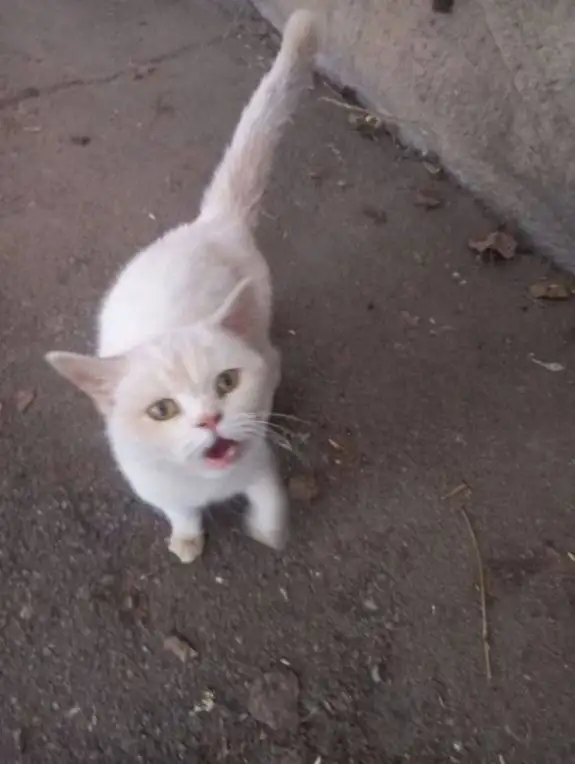 Экстренный сбор на стерилизацию беременной кошки - Кошки (Животные) в Саратов