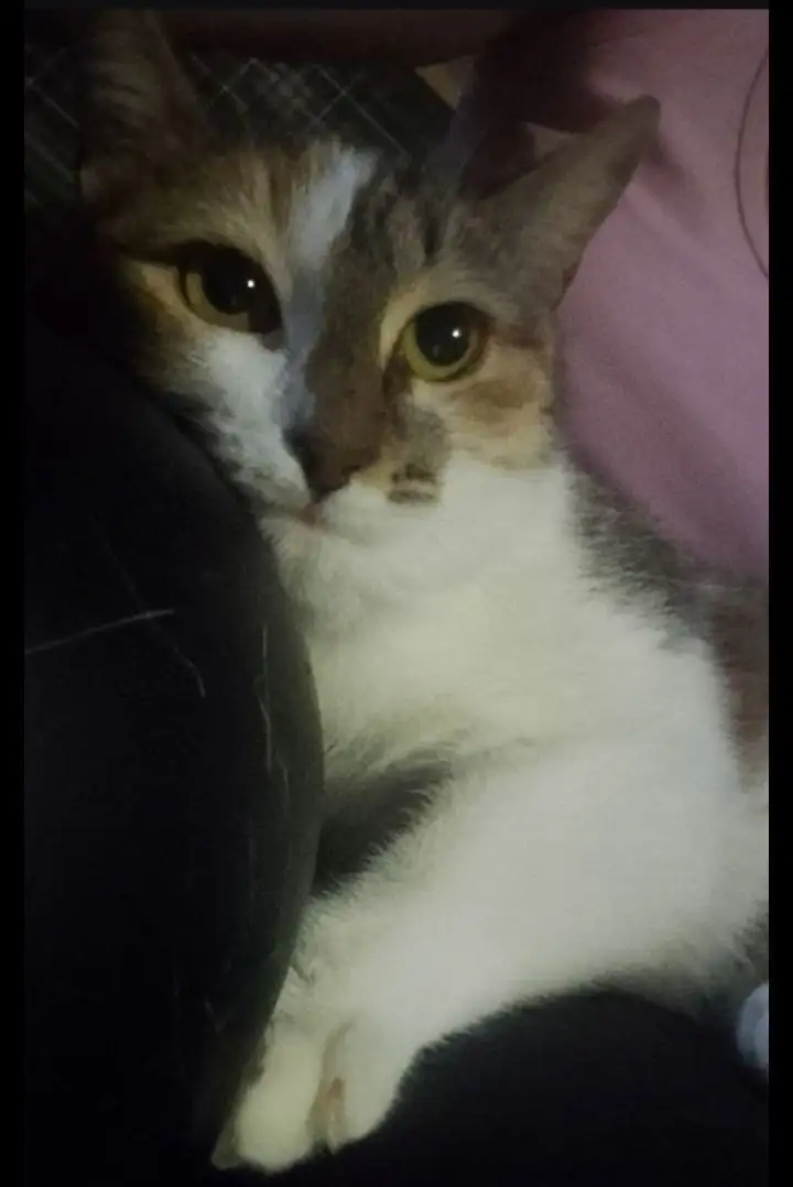 Срочно нужен дом для спасенной кошки с котятами - Кошки (Животные) в Саратов