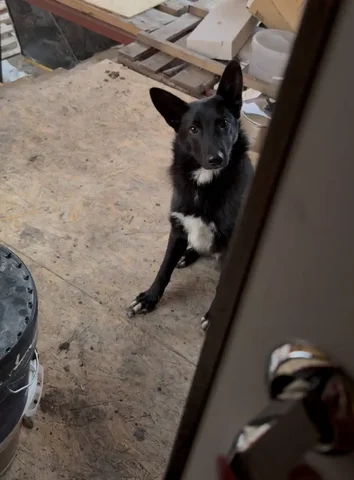 Потеряшка в Юбилейном - Потерянные животные в Юбилейный