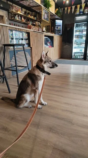 Сбор на передержку и лечение животного Тиши - Животные в Саратов