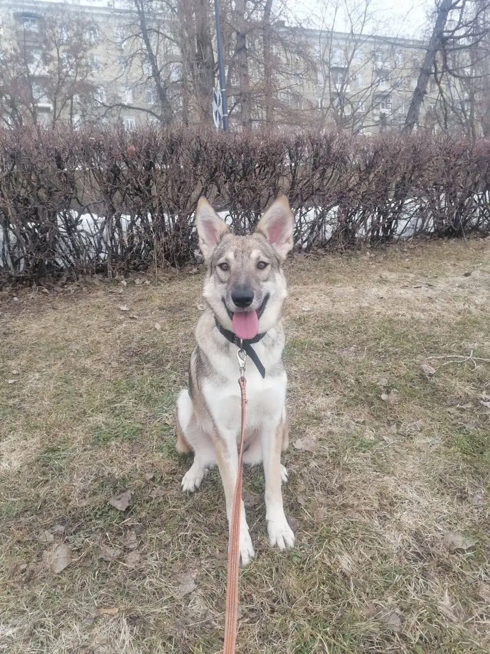 Сбор на передержку и лечение животного Тиши - Передержка и лечение (Животные) в Саратов