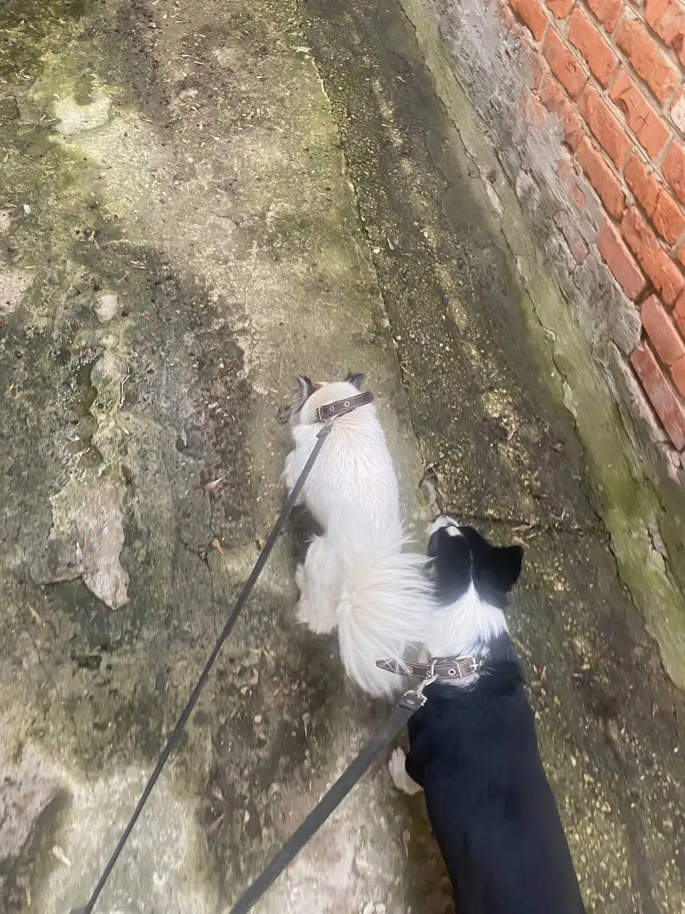 Потерянные собаки в Саратове - Собаки (Животные) в Саратов